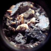 What Is The Difference Between Regular Probiotics And Soil Based Organisms Like Prescript Assist