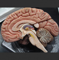 Traumatic Brain Injury (TBI) and hormone deficiencies - DrG talks with Dr. Mark Gordon