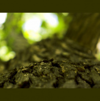 Second Unit #86 – The Tree of Life