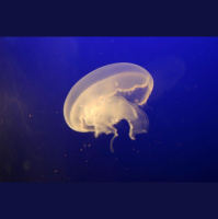 Second Unit #64 – Abyss – Abgrund des Todes