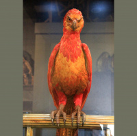 Second Unit #222 – Harry Potter und der Orden des Phönix