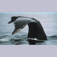 Second Unit #261 – Star Trek IV: Zurück in die Gegenwart