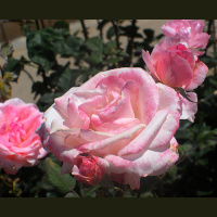 Second Unit #111 – Broken Flowers