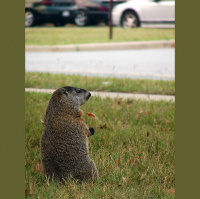 Second Unit #110 – …und täglich grüßt das Murmeltier