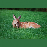 Second Unit #117 – Das Phantom-Kommando