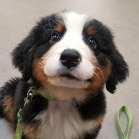 Episode 198: Man Caves, Zoom Challenge, And Bill The Bernese Mountain Dog