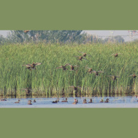 En las Tablas de Daimiel siguen expectantes por el foco de gripe aviar