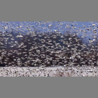 Úrsula Höfle (IREC): El peligro de contagio de gripe aviar a humanos es muy bajo