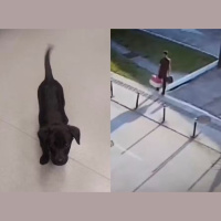Homem é preso após abandonar cachorro no aeroporto de Florianópolis