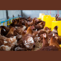 Brasil é declarado livre da gripe aviária, informa Ministério da Agricultura