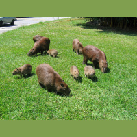 Alunos da USP transportam e dissecam uma capivara morta retirada da raia olímpica do campus