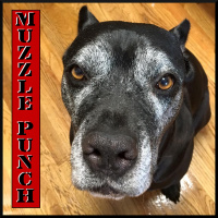 Ep. 12 Dogs, Tethering Children and a Wonderful Reflection On What This Election Meant