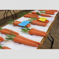 Bishop Auckland Town Council Horticultural and Produce Show