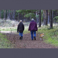 Considerations when taking pets on holiday