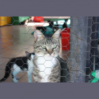 Pet behaviour during cattery and kennel stays