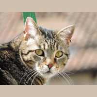 Vaccinations before a stay at a cattery