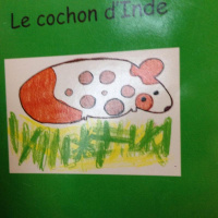 Le cochon dInde