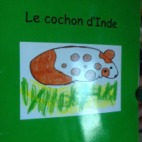 Le cochon dInde, par Lorelai