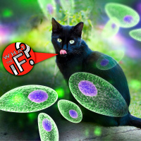 TOXOPLASMA Gondii!