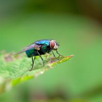 Metamorphosis: Blowflies and dazzling disguise