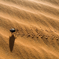Metamorphosis: Soldier fly and desert beetle
