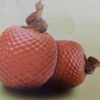 Dia 69/365 - OV de Buriti