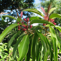 Dia 49/365 - Sândalo Amyris