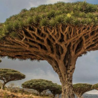 Dia 46/365 - Seiva de Sangue de Dragão