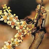 Dia 43/365 - Olíbano