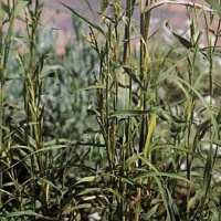 Dia 40/365 - Palma-rosa - Fonte 2