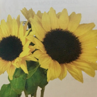 Dia 61/365 - OV de Girassol