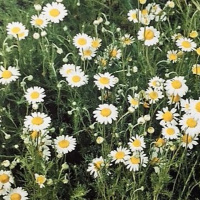 Dia 41/365 - Camomila Romana