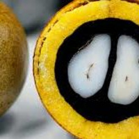 Dia 59/365 - OV de Macaúba