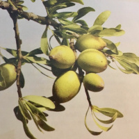 Dia 72/365 - OV de Argan