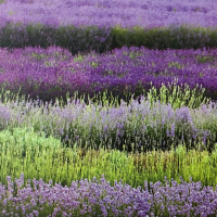 Dia 44/365 - Lavandim