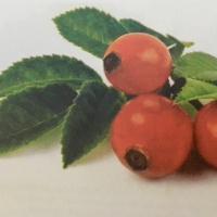 Dia 56/365 - OV de Rosa Mosqueta