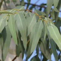 Dia 52/365 - Eucalipto Glóbulos - Fonte 1