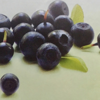 Dia 75/365 - OV de Açaí