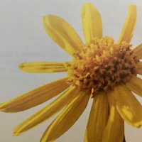 Dia 71/365 - OV de Arnica