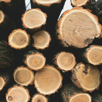 Dia 51/365 - Copaíba Destilada