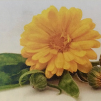 Dia 68/365 - OV de Calêndula