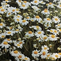 Dia 42/365 - Camomila alemã