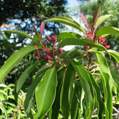 Aromaterapia - Reconexão Pelo Aroma