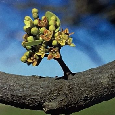 Aromaterapia - Reconexão Pelo Aroma