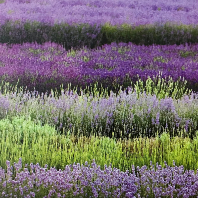 Aromaterapia - Reconexão Pelo Aroma