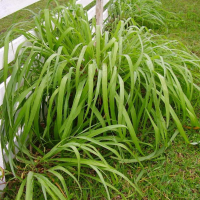 Aromaterapia - Reconexão Pelo Aroma