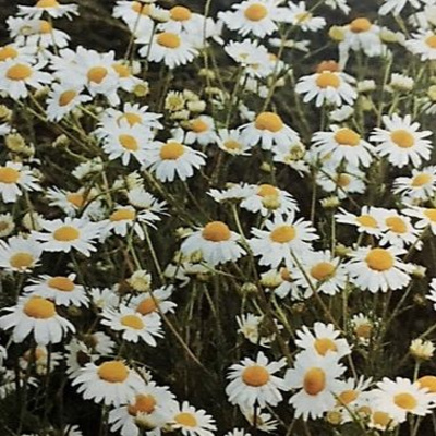 Aromaterapia - Reconexão Pelo Aroma