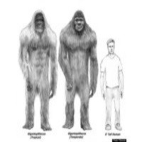 Pies GRANDES (BIG FOOT)