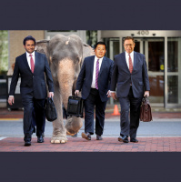 116. The Elephant In The Room