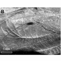 Hear an extinct cricket chirp